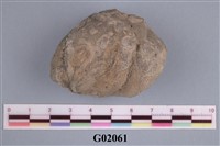 藏品(螃蟹)的圖片